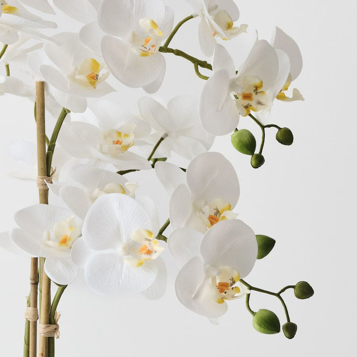 Orchid Phalaenopsis in Bowl 64cm White