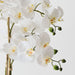 Orchid Phalaenopsis in Bowl 64cm White
