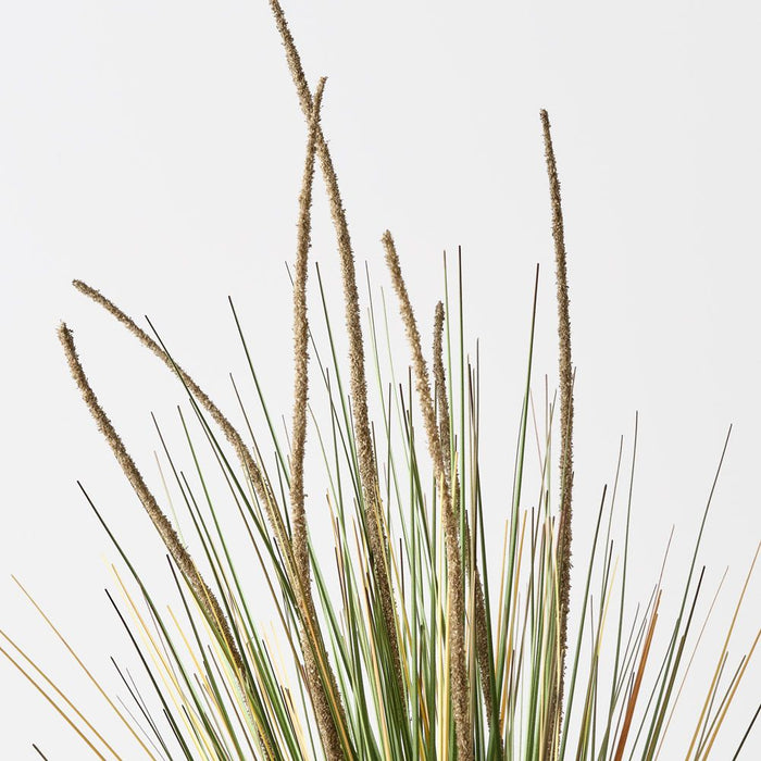 Grass Cattail Bush Natural 71cm Pack of 6