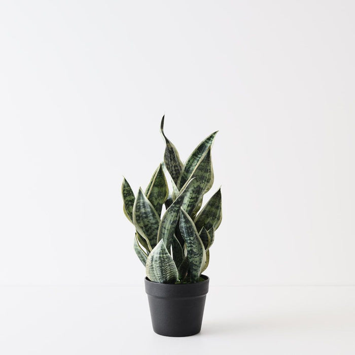 Sansevieria Plant Green White 51cm Pack of 6