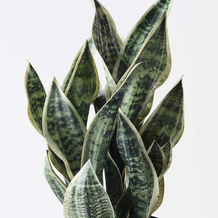 Sansevieria Plant Green White 51cm Pack of 6