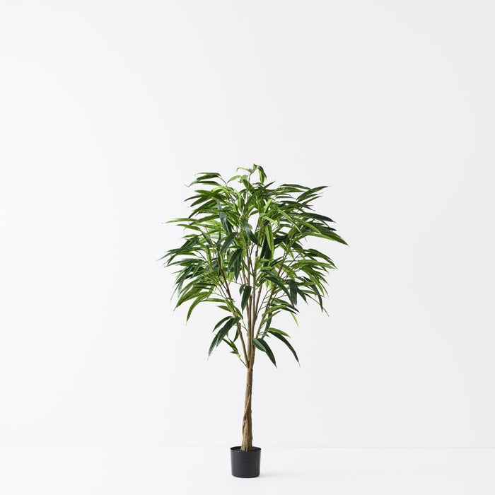 Ficus Alii Tree Green 152cm Pack of 2