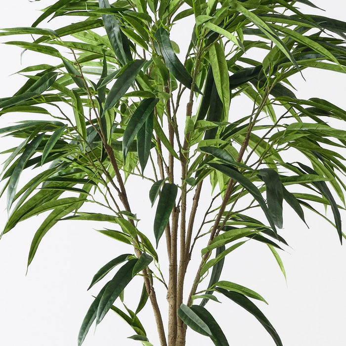 Ficus Alii Tree Green 152cm Pack of 2