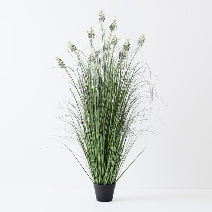 Grass Agave Flowering Plant Green White 155cm Pack of 2