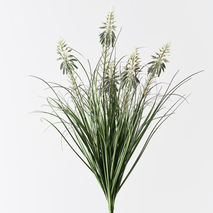 Grass Agave Flowering Bush Green White 68cm Pack of 6