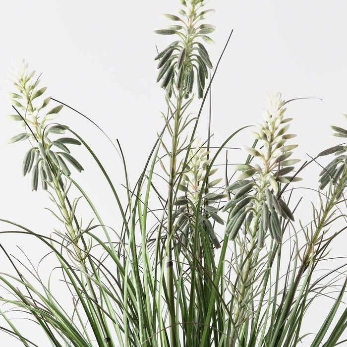 Grass Agave Flowering Bush Green White 68cm Pack of 6