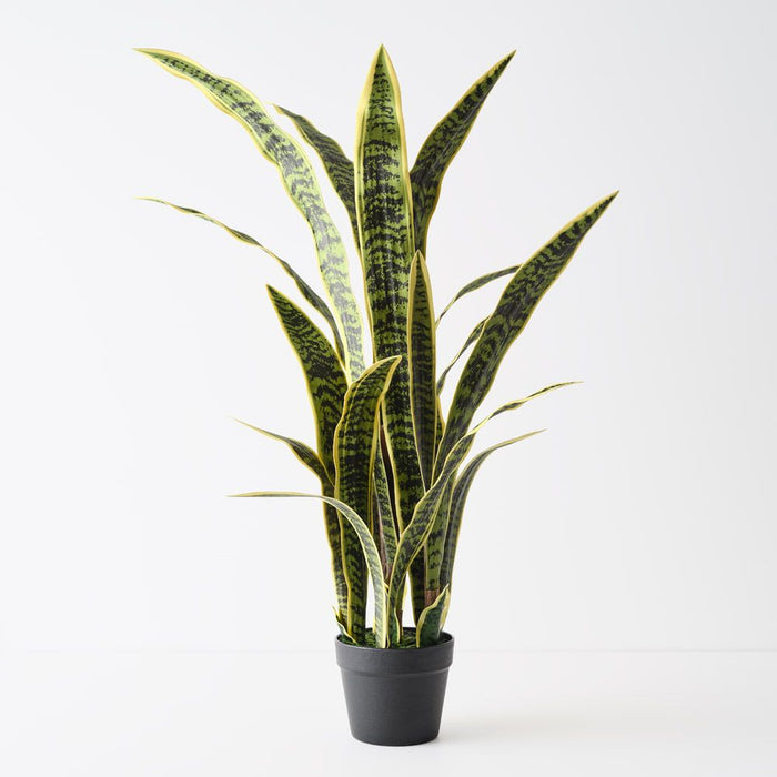 Sansevieria Plant Yellow Green 105cm Pack of 2