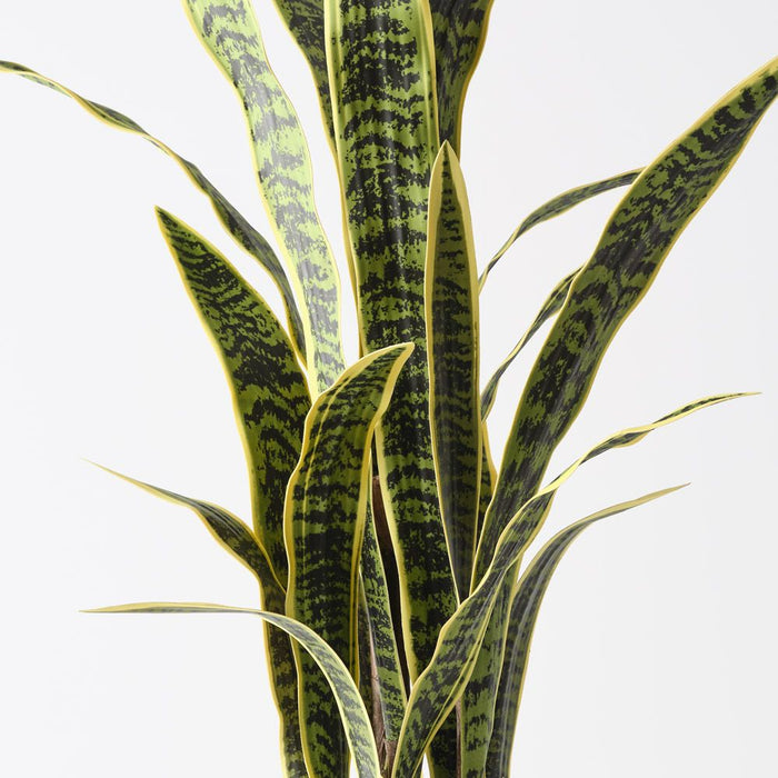 Sansevieria Plant Yellow Green 105cm Pack of 2