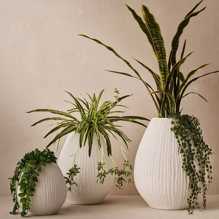 Sansevieria Plant Yellow Green 105cm Pack of 2