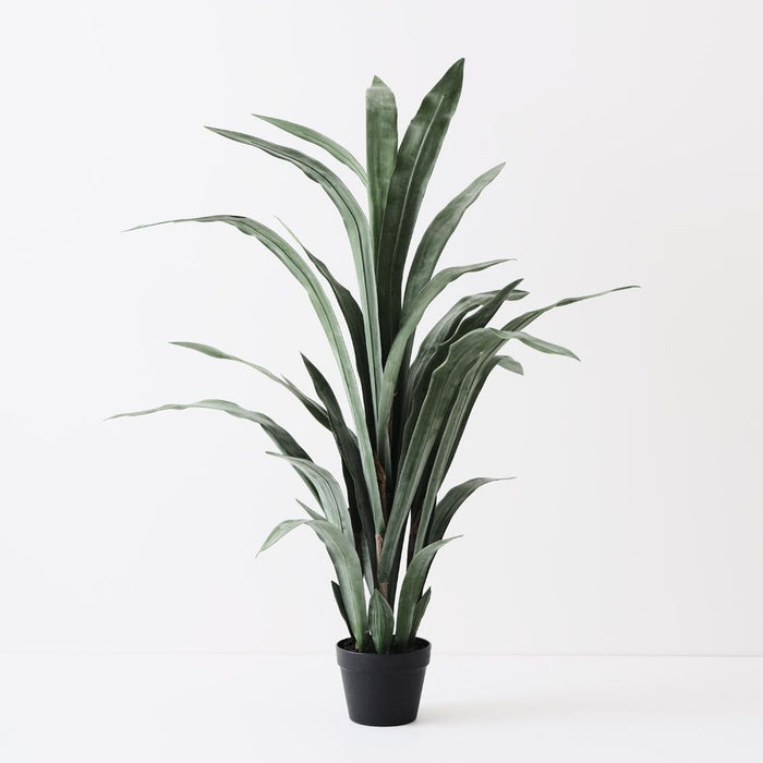 Sansevieria Plant Grey Green 135cm Pack of 2
