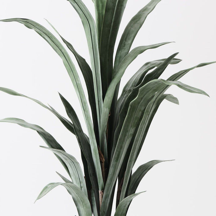 Sansevieria Plant Grey Green 135cm Pack of 2