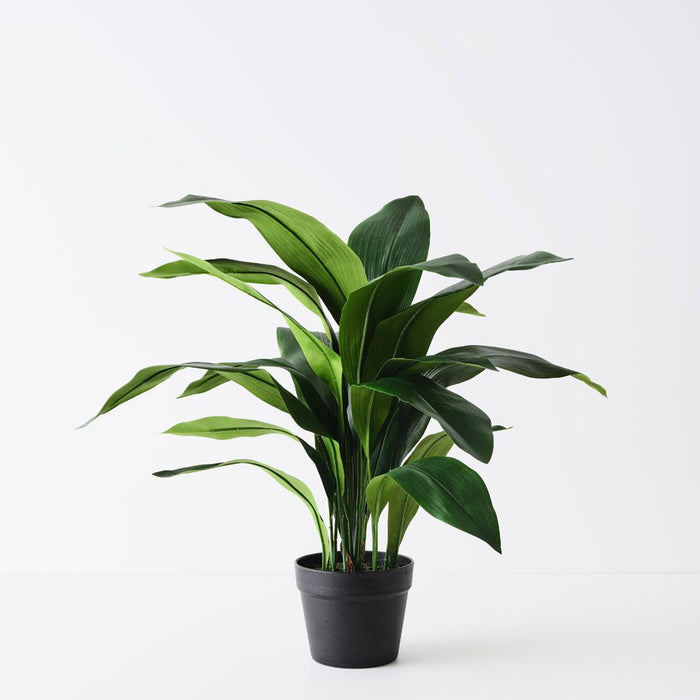 Aspidistra Plant Green 71cm Pack of 2