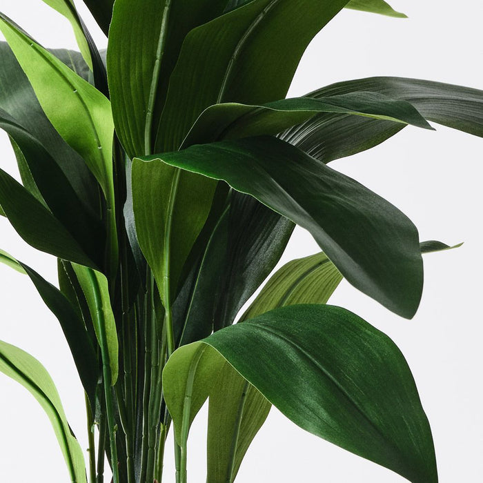 Aspidistra Plant Green 71cm Pack of 2