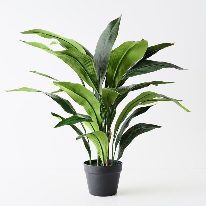 Aspidistra Plant Green 83cm Pack of 2