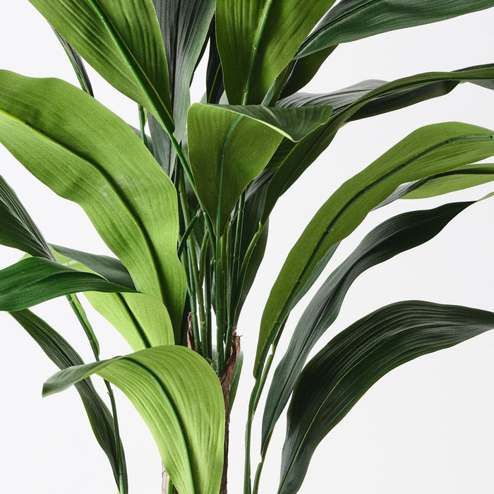 Aspidistra Plant Green 83cm Pack of 2