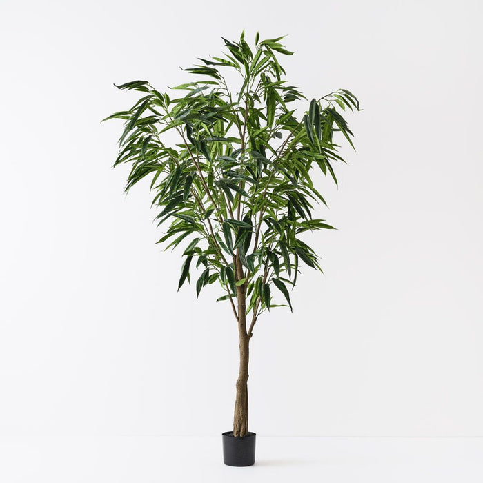 Ficus Alii Tree Green 213cm Pack of 2