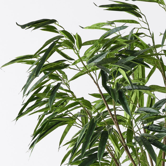 Ficus Alii Tree Green 213cm Pack of 2