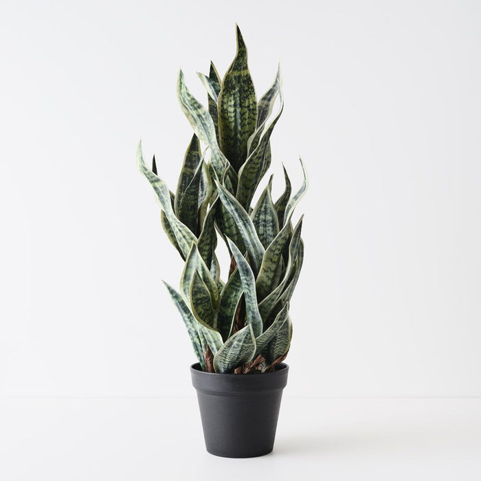 Sansevieria Plant Green White 81cm Pack of 2