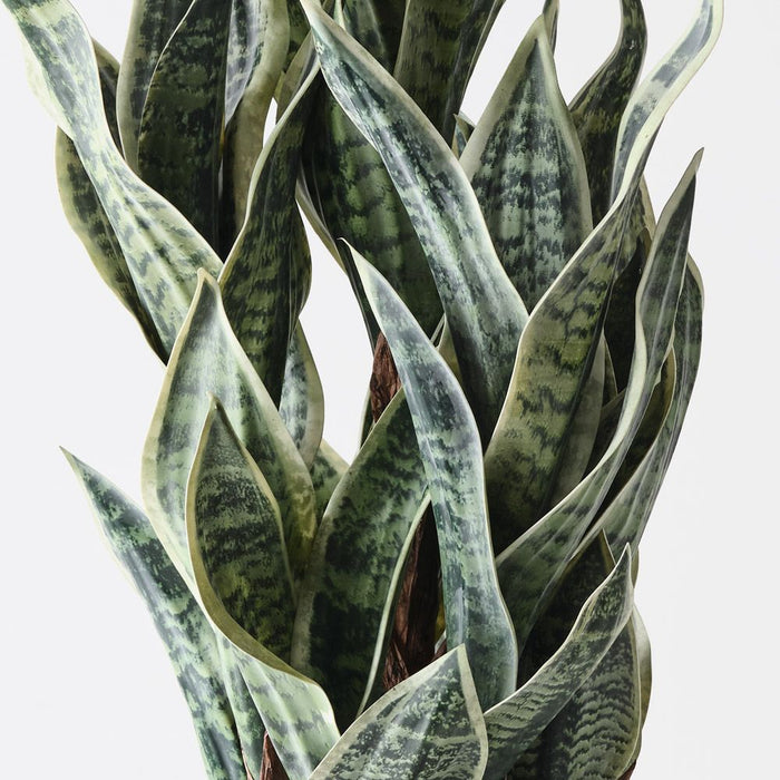 Sansevieria Plant Green White 81cm Pack of 2