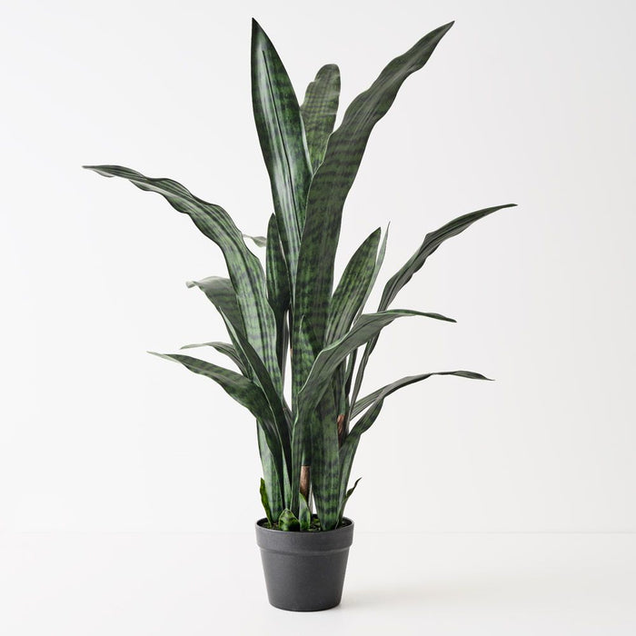 Sansevieria Plant Green 105cm Pack of 2