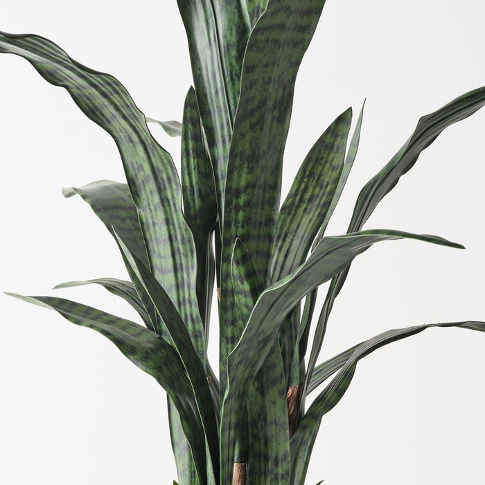 Sansevieria Plant Green 105cm Pack of 2