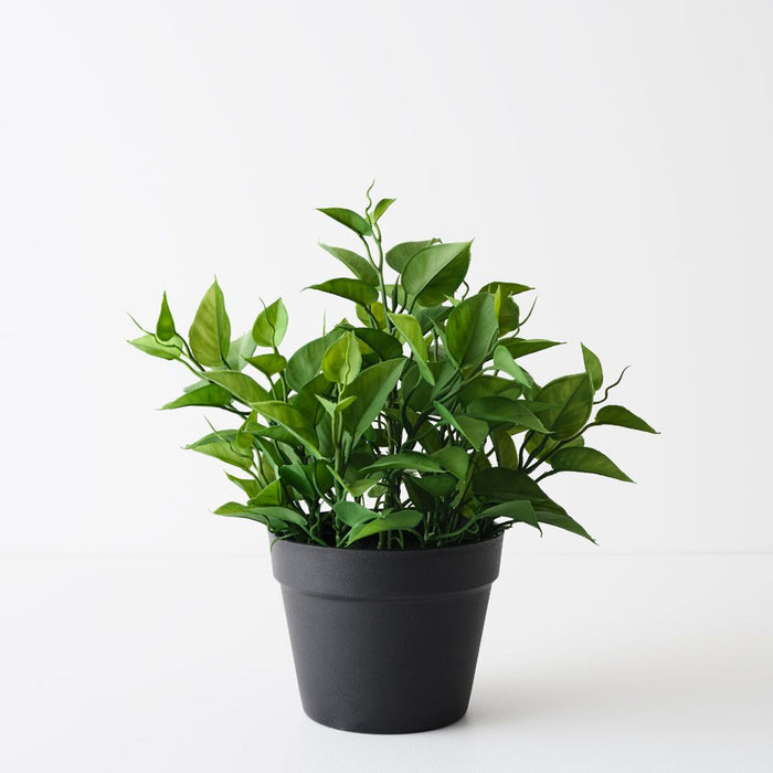 Philodendron Plant Green 38cm Pack of 2
