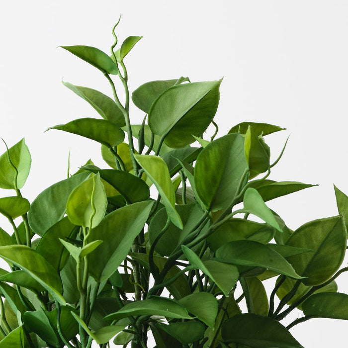 Philodendron Plant Green 38cm Pack of 2