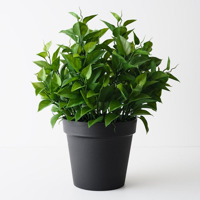 Philodendron Plant Green 50cm