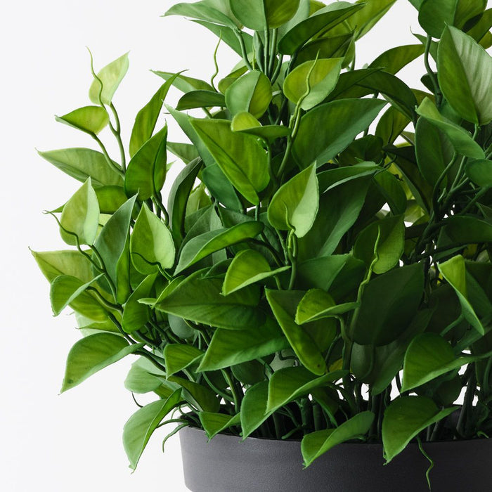 Philodendron Plant Green 50cm