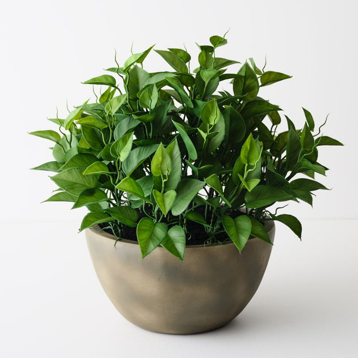Philodendron Plant in Bowl Green 43cm