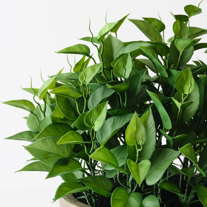 Philodendron Plant in Bowl Green 43cm