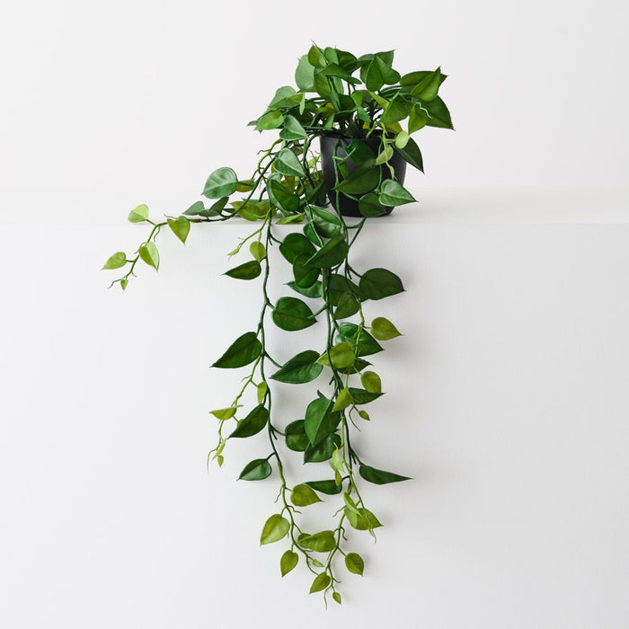 Philodendron Hanging Plant Green 105cm Pack of 6