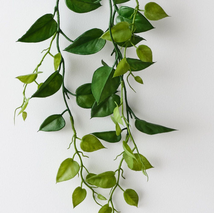Philodendron Hanging Plant Green 105cm Pack of 6