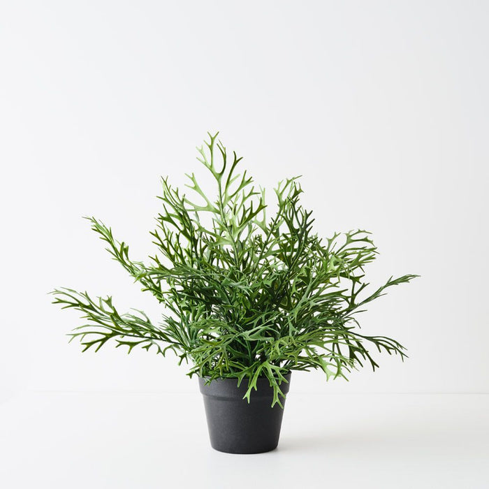 Fern Staghorn Plant Green 53cm Pack of 2