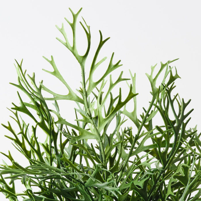 Fern Staghorn Plant Green 53cm Pack of 2