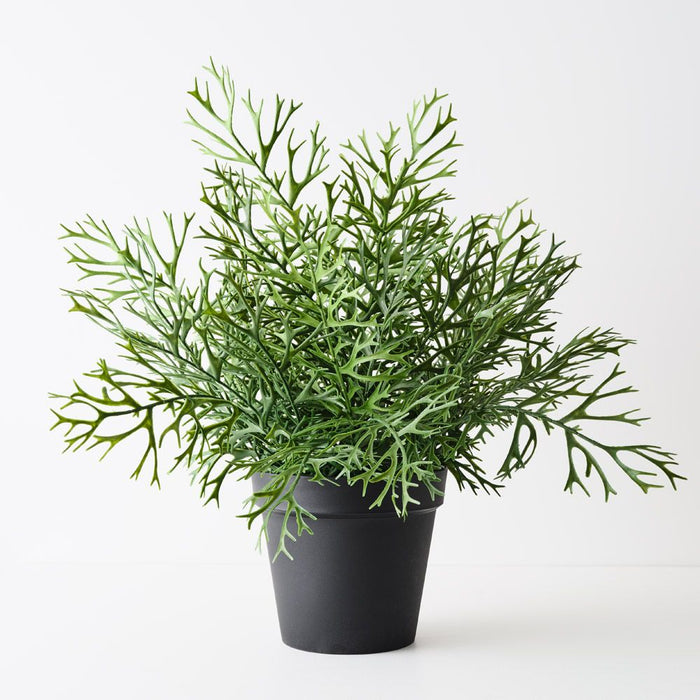 Fern Staghorn Plant Green 71cm