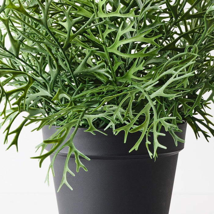 Fern Staghorn Plant Green 71cm
