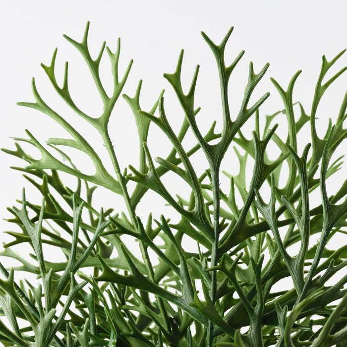 Fern Staghorn Bush Green 59cm Pack of 6