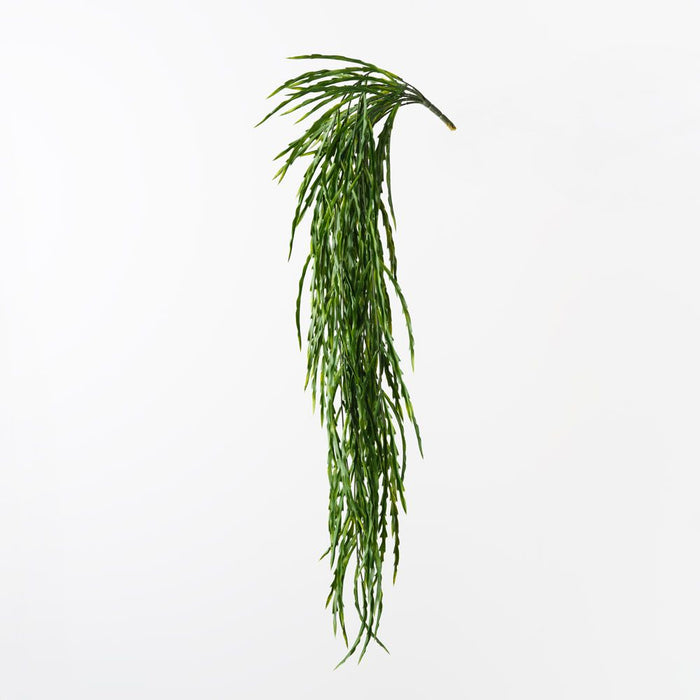 Rhipsalis Hanging Bush Green 110cm Pack of 6