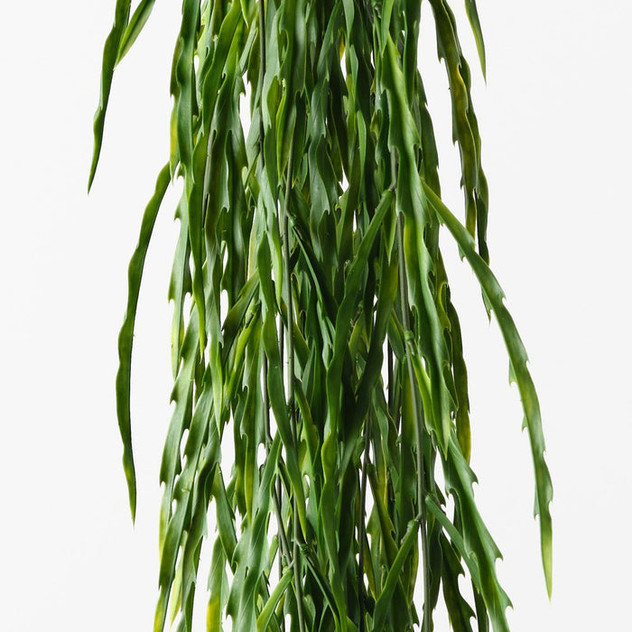 Rhipsalis Hanging Bush Green 110cm Pack of 6
