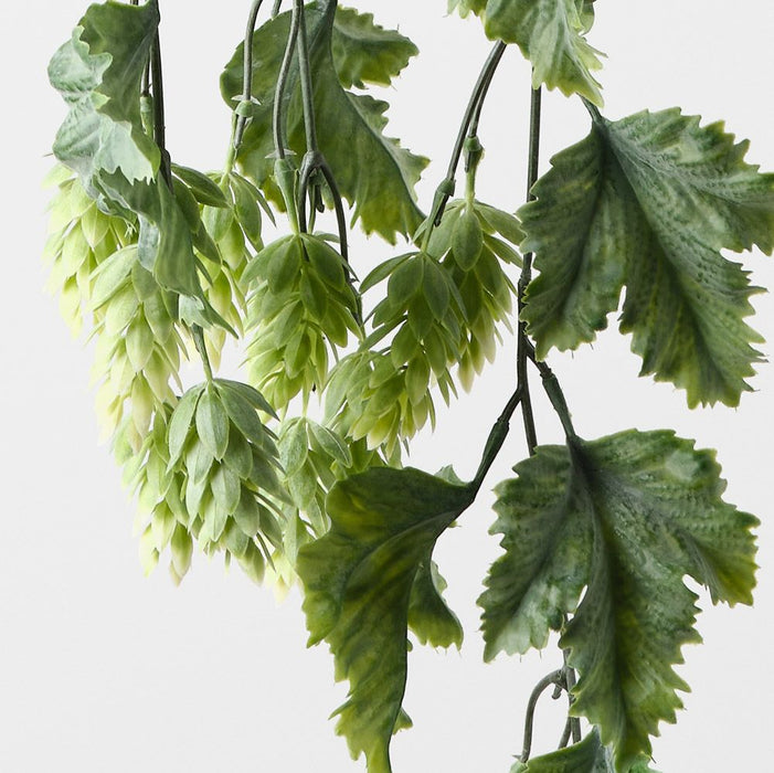 Hops Hanging Bush Green 89cm Pack of 6