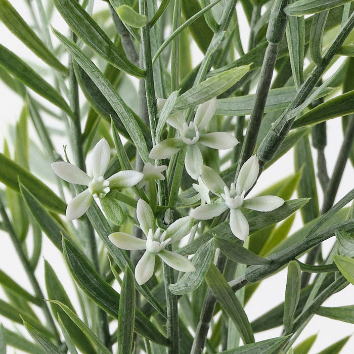Star Cluster Acacia Bush Green White 47cm Pack of 12