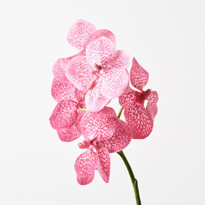 Orchid Vanda Hot Pink 66cm Pack of 6