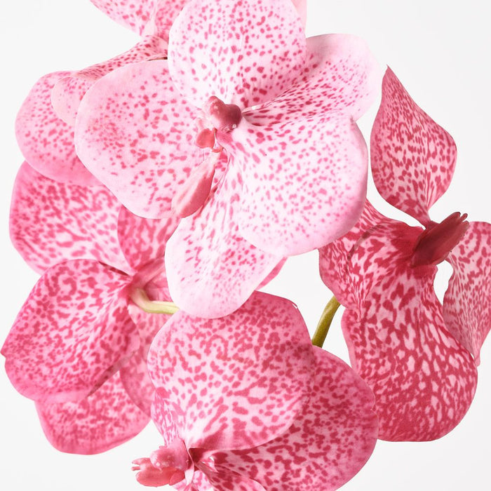Orchid Vanda Hot Pink 66cm Pack of 6