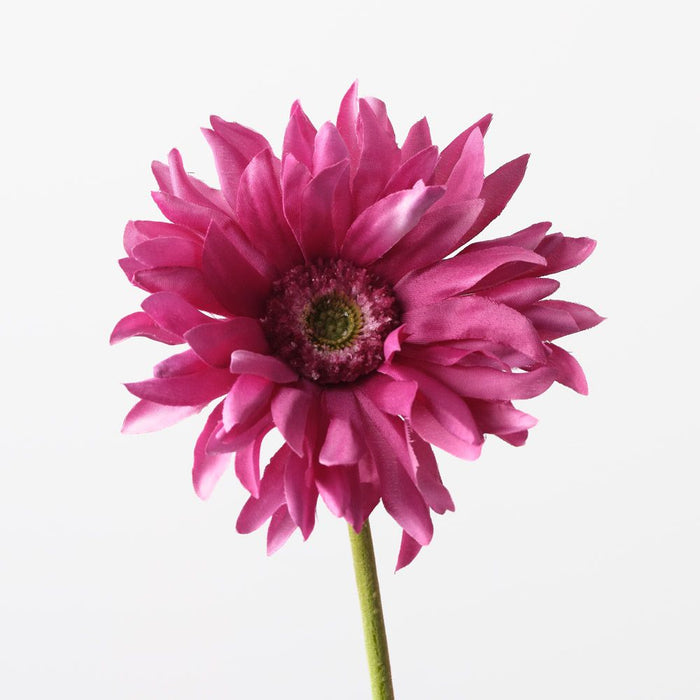 Gerbera Hybrid Fuschia 53cm Pack of 12