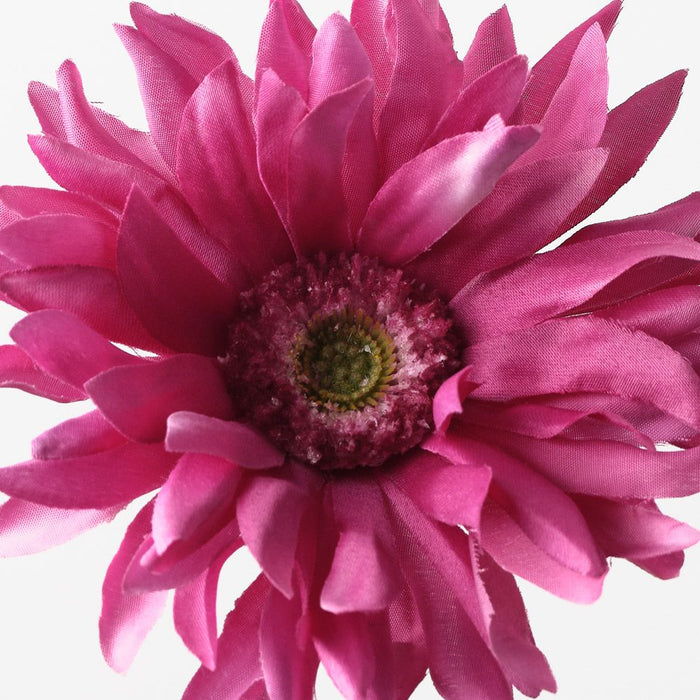 Gerbera Hybrid Fuschia 53cm Pack of 12