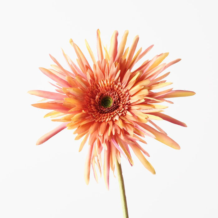 Gerbera Spider Orange 68cm Pack of 12