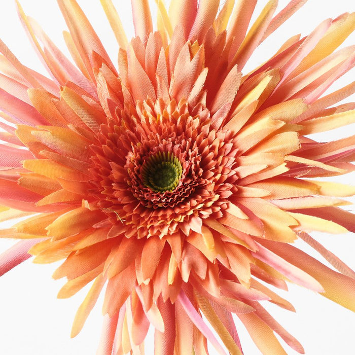 Gerbera Spider Orange 68cm Pack of 12