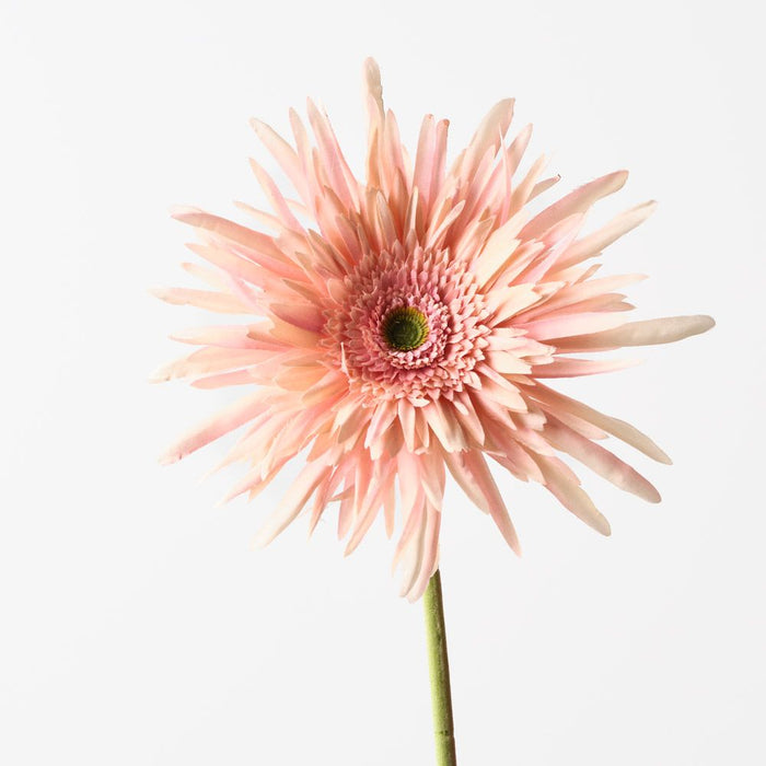 Gerbera Spider Peach 68cm Pack of 12
