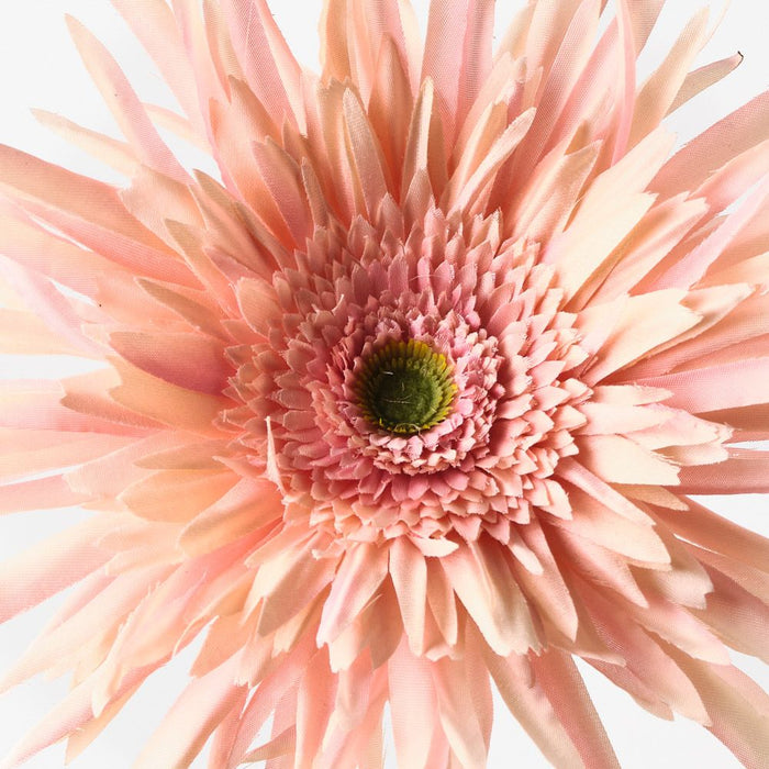 Gerbera Spider Peach 68cm Pack of 12